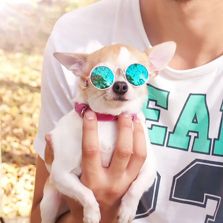 Chihuahua con lentes hot sale