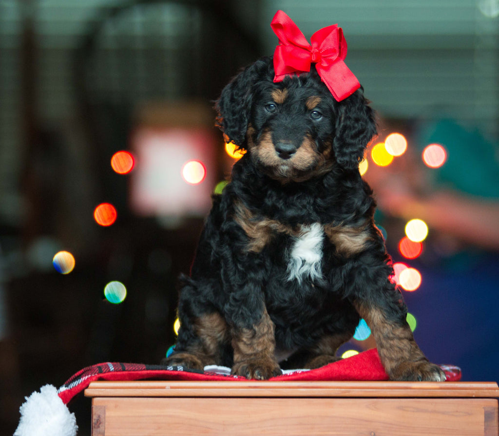 6 preguntas que debes hacerte antes de regalar una mascota