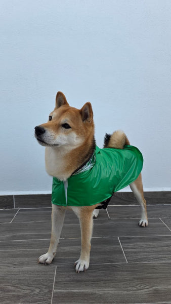Impermeable Ranita