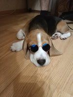 Lentes de armazón para perros raza pequeña.