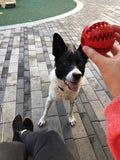 Pelota de estimulación mental