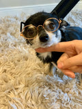 Lentes de armazón para perros raza pequeña.