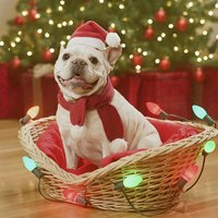 Gorro Navideño para Perros