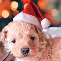 Gorro Navideño para Perros