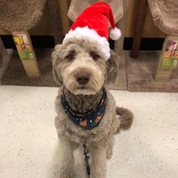 Gorro Navideño para Perros