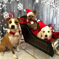 Gorro Navideño para Perros