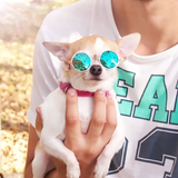 Lentes de armazón para perros raza pequeña.